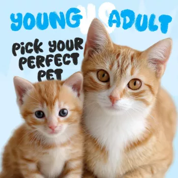 Young vs Adult Pet: Printable Checklist for Adoption